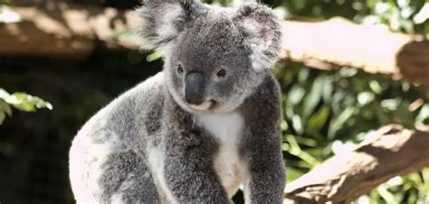 Koala Spiritual Meaning Symbolism And Totem Detailed Guide