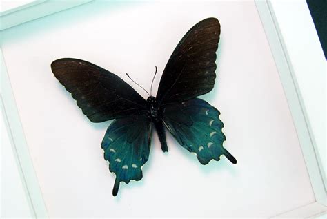 Framed Pipevine Swallowtail Butterfly Battus Philenor