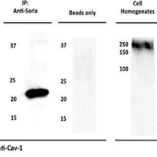 Co Immunoprecipitation Analysis Demonstrates A Direct Or Indirect