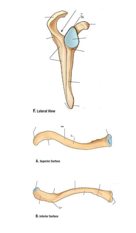 Clavicle Lateral And Inferior View Diagram Quizlet