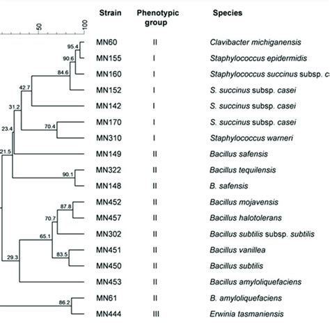 Dendrogram Of Bacterial Strains Obtained With Combined Rapd Pcr