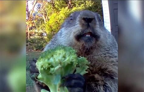 The Man Who Gave Groundhogs Their Own Garden: How a Groundhog Named ...