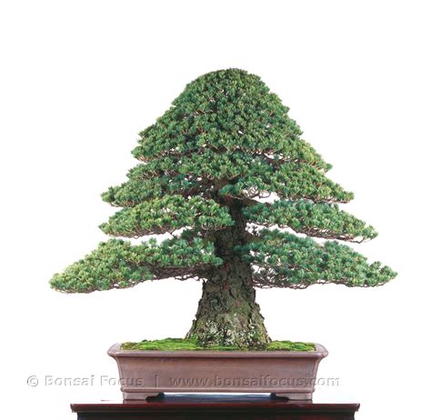 Chokkan | Formal upright style – Bonsai Today