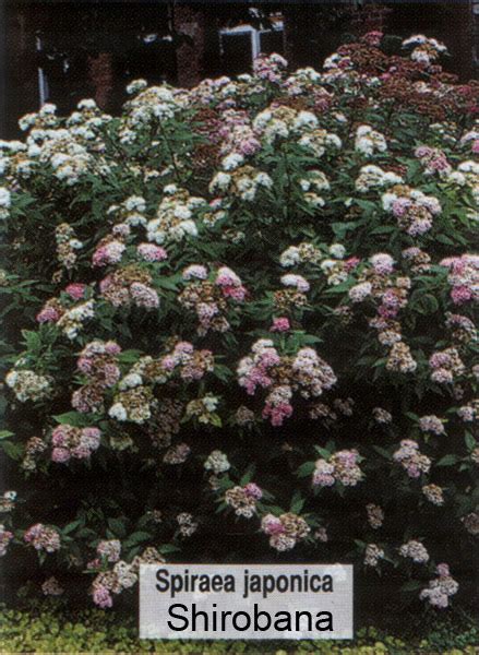 Спирея японская Широбана (Spiraea japonica Shirobana) - описание и фото ...
