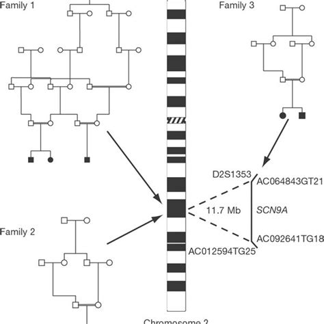 Sequence Chromatograms Showing The Mutations Identified In Families 1