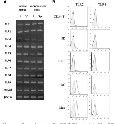 Figure 1 From MyD88 Dependent Pathway Accelerates The Liver Damage Of