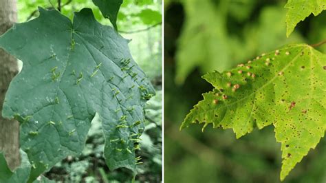 13 Common Maple Tree Problems And Diseases With Pictures Dengarden