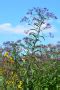 Vernonia Gigantea Tall Ironweed Prairie Moon Nursery