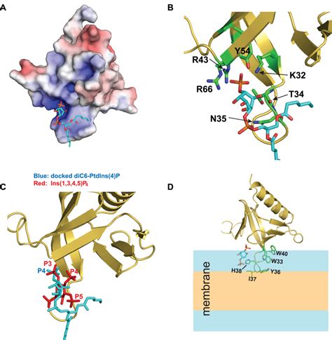 Molecular Modeling Of Cert Ph Interaction With Ptdins P A