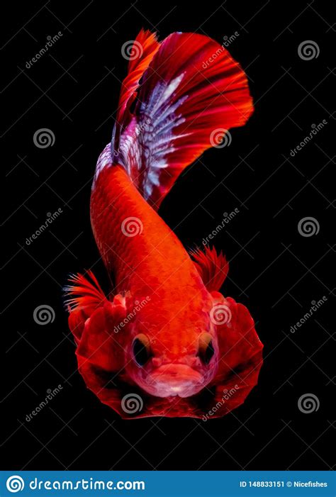 Luta Dos Peixes De Betta No Aqu Rio Imagem De Stock Imagem De Beta