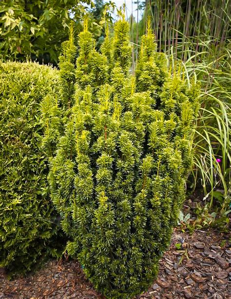 David Golden Yew Trees For Sale The Tree Center