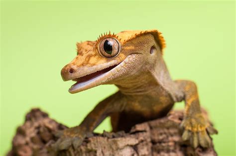 Pinstripe Crested Gecko Cute Reptiles Crested Gecko Reptiles