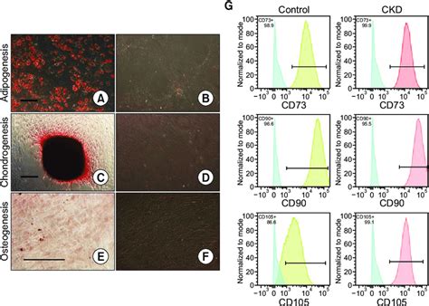 At Mscs From Ckd Patients Exhibit Normal Expression Of Stem Cell