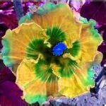 Hibiscus Flower Seeds 100 OutletTrends.com Free Shipping Up to 70% OFF