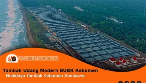 Tambak Udang Modern Bubk Kebumen Budidaya Tambak Kebumen Sumbawa Cv