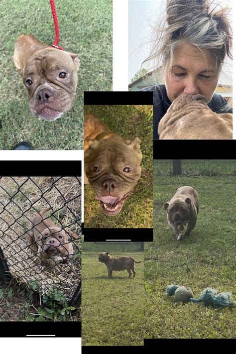 Jasper - 🌹🌹🌹DINA🌹🌹🌹 DINA ~ this 6 yr old, 40lb baby was impounded on