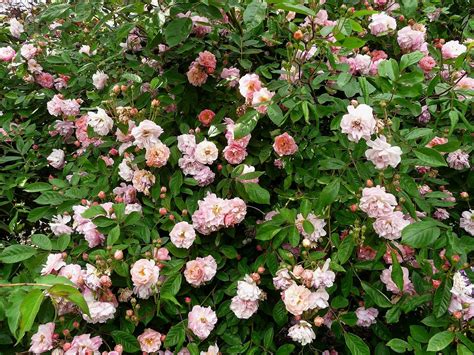 Pin on Rose Garden