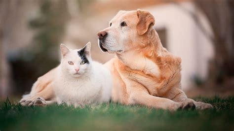 Los Seguros Para Mascotas Un Nuevo Servicio Para Un Mercado En Crecimiento Infobae