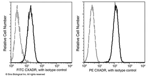 Cxadr Car Antibody Guideline Sino Biological