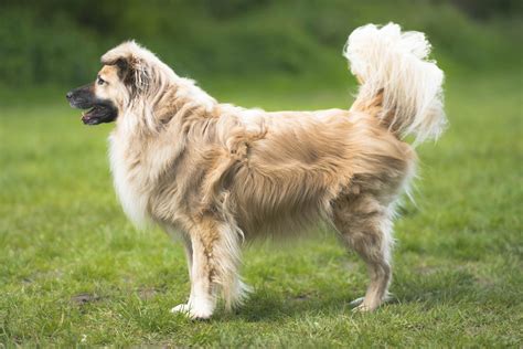 5 Common Reproductive Conditions in Male Dogs