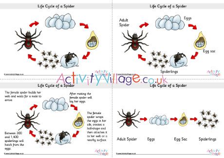 Life Cycle Of Spider