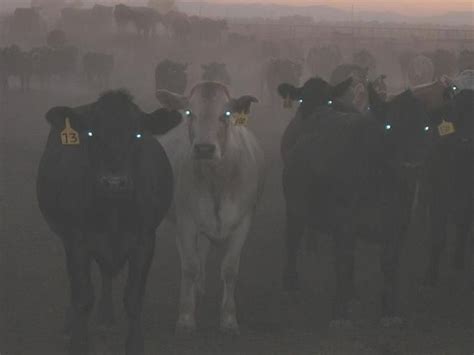 Cows At Night Look Terrifying Creepy Animals Cow Funny Animals