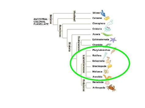 Metazoa часть 2 Eumetazoa Nemertea