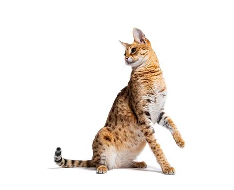 Savannah Cat: 4 Unusual Traits – catworldtoday.com