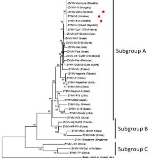 Phylogenetic Tree Of Zymv Isolates Constructed Using Neighbor Joining