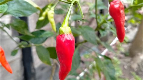 Cara Menyemai Cabe Segar Jadi Tanaman Cabe Usia Hari Cabe