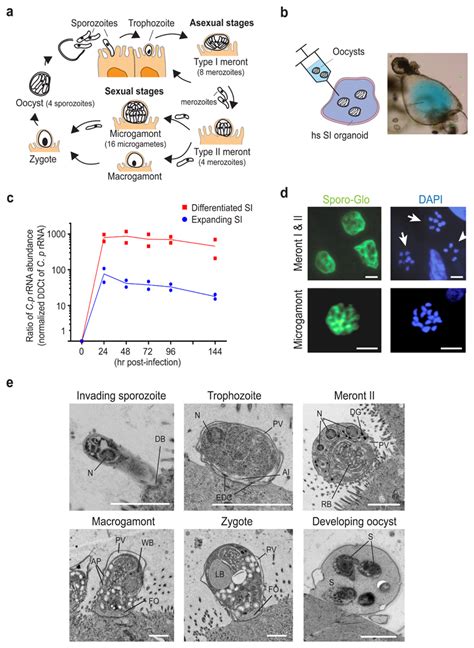 Modelling Cryptosporidium Infection In Human Small Intestinal And Lung Organoids Abstract