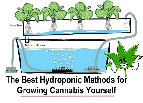 The Best Hydroponic Methods for Growing Cannabis Yourself