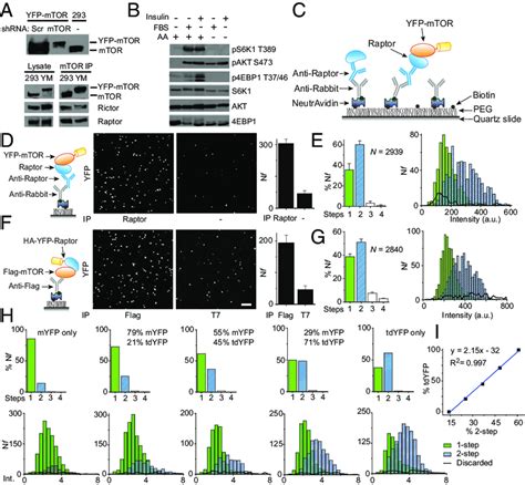 MTORC1 Is Dimeric A Expression Of MTOR In The YFP MTOR Stable Cells