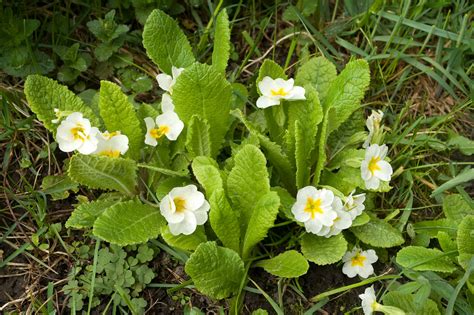 Primula * Primrose * Примула * Первоцвет * Prímula * Prìmu… | Flickr