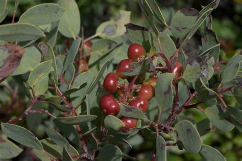 Img7096 Manzanita Berries Ripening In The Foothill Sun We Flickr