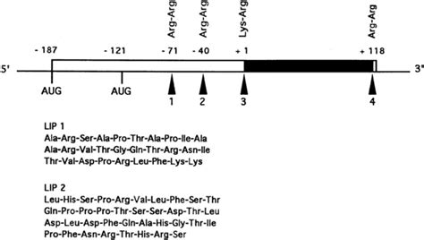 Schematic Representation Of The NGF Precursor As Deduced From The CDNA