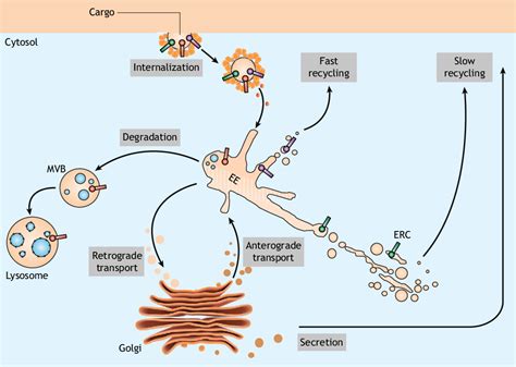 PDF The Enigmatic Endosome Sorting The Ins And Outs Of Endocytic