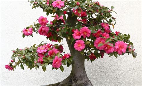 Camellia Bonsai Tree Care Guide Camellia Japonica Bonsai Tree Gardener