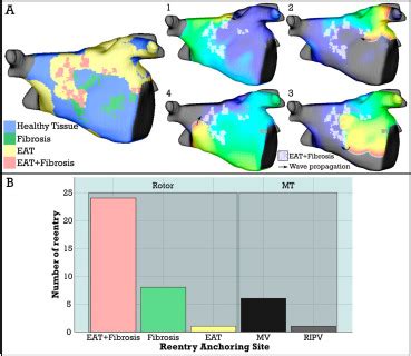 PO 03 067 ATRIAL FIBRILLATION DRIVERS CAN BE SUSTAINED BY FIBROFATTY