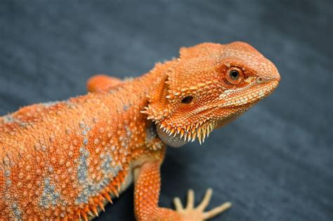 Complete List Of All The Bearded Dragon Colors Types And Morphs Kidadl