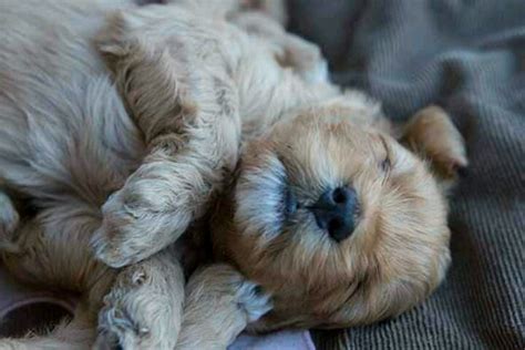 Pup sleeping | Puppy love, Pup, Puppies