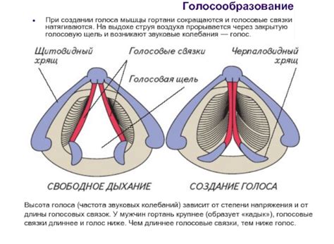 Как работает голос