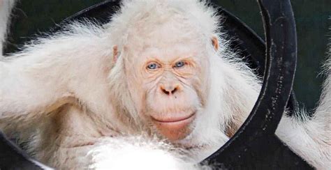 Albino Monkey Worth Facts And More Albino Monkeys