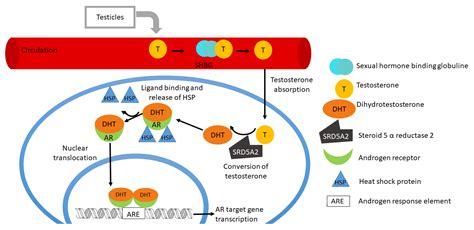 Biomolecules Free Full Text The Role Of Androgens And Androgen