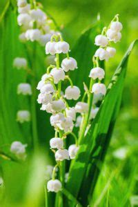 How to Grow Lily of the Valley: Your Planting and Care Guide