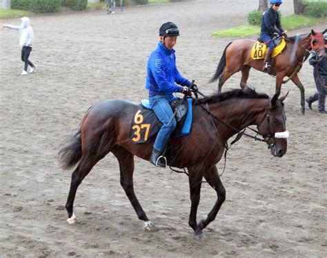 今週は名馬への登竜門・アイビーs。あの名門厩舎が送る期待馬の反撃に注目です東スポ・藤井記者の“若駒”生情報！ 亀谷敬正 オフィシャル競馬サロン