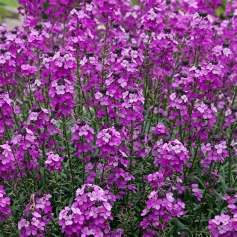 Erysimum Bowles Mauve Wallflower Garden Plant Free Uk Delivery