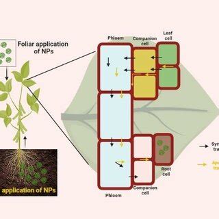 Diagrammatic Representation Of Nanoparticle Transport Within Plant