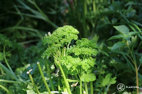 Parsley care: how to water & fertilise - Plantura