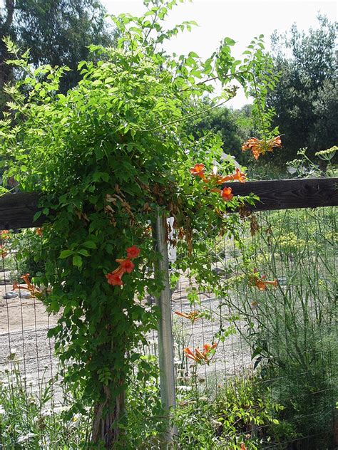 Trumpet Vine Could Be Useful In Landscape —even If You Dont Have An